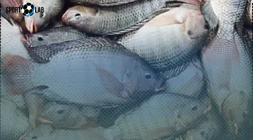 انخفاض أسعار اللحوم والأسماك والدواجن في الوادي الجديد والبلطي بسعر 25 جنيهاً